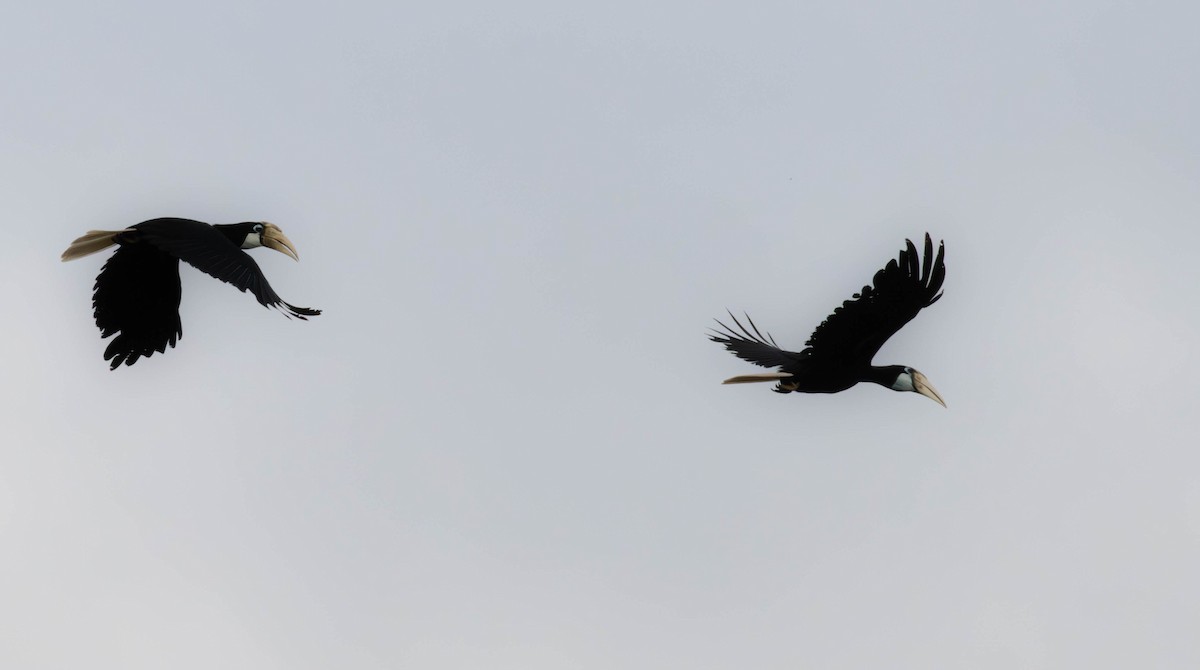 Blyth's Hornbill - ML644484071