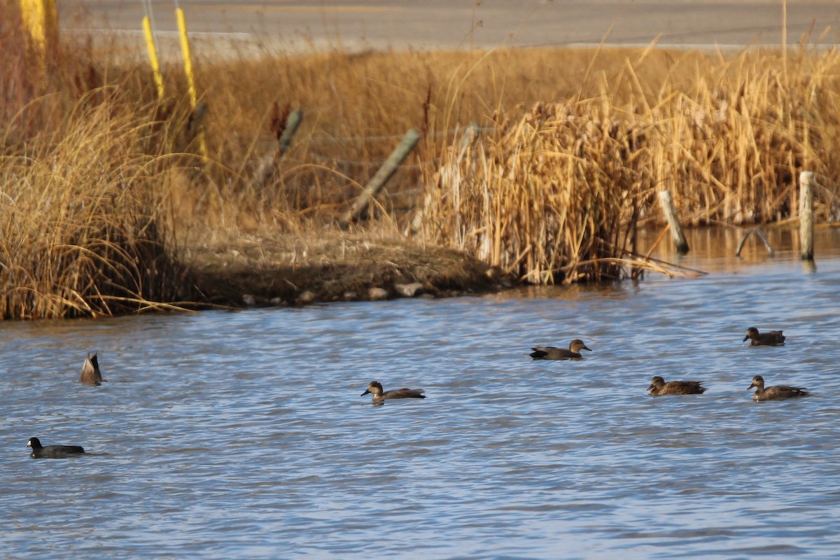 Gadwall - ML644484073