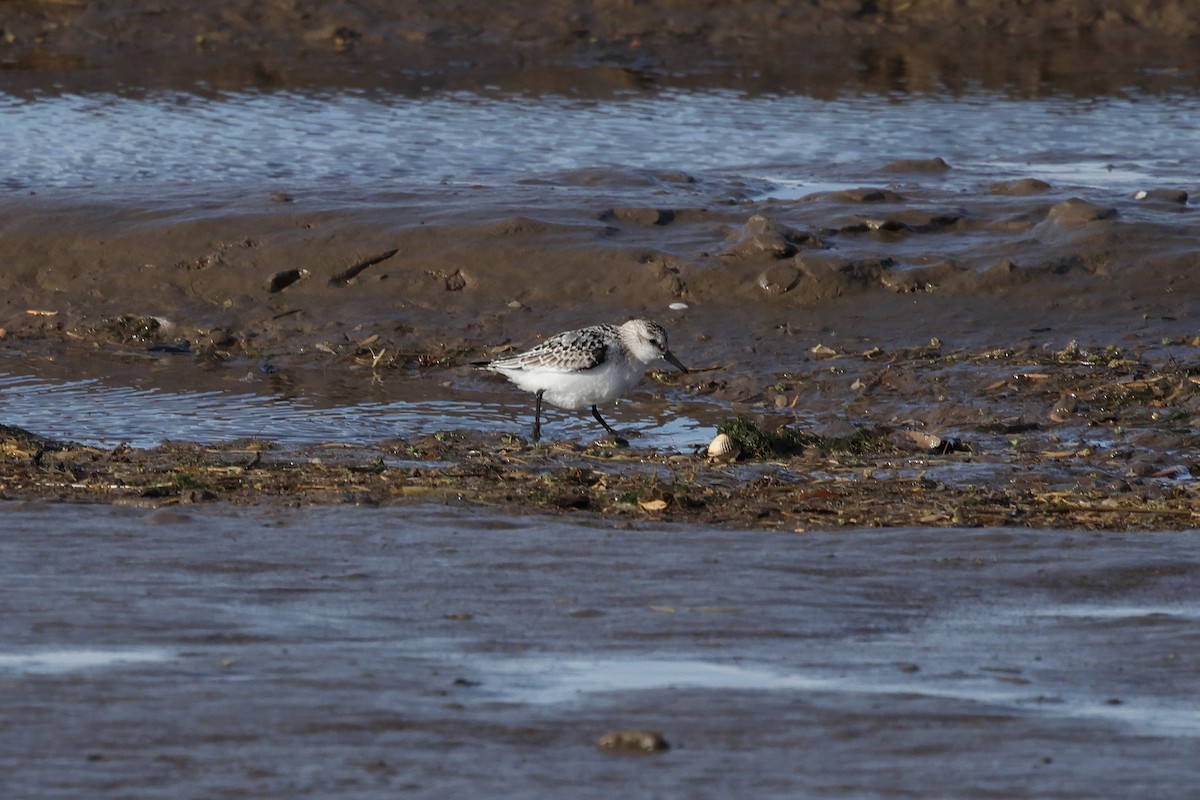 Гурвалж элсэг - ML644484086