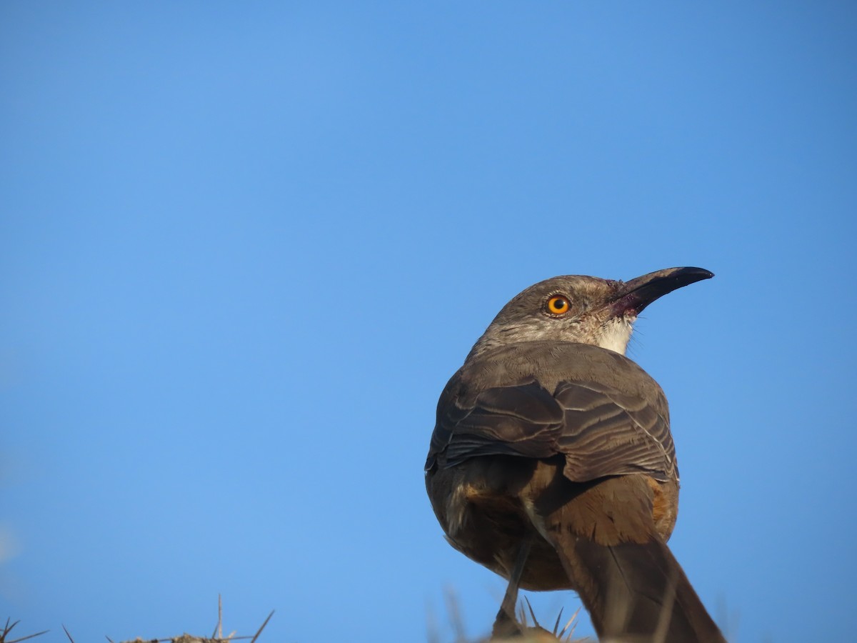 Curve-billed Thrasher - ML644484087