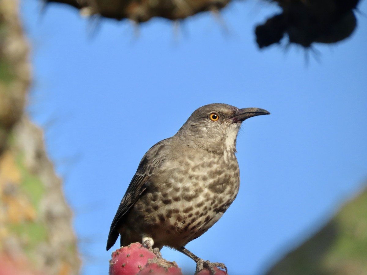 Curve-billed Thrasher - ML644484089