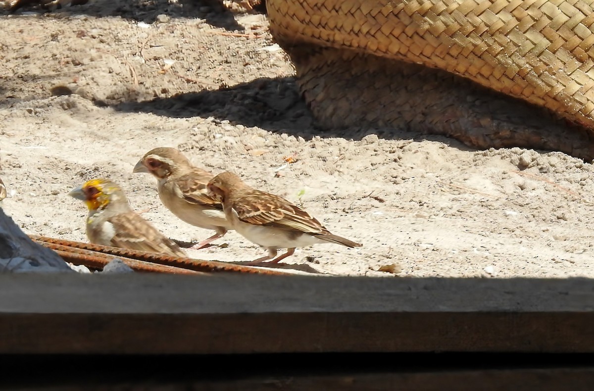 Sakalava Weaver - ML644484097