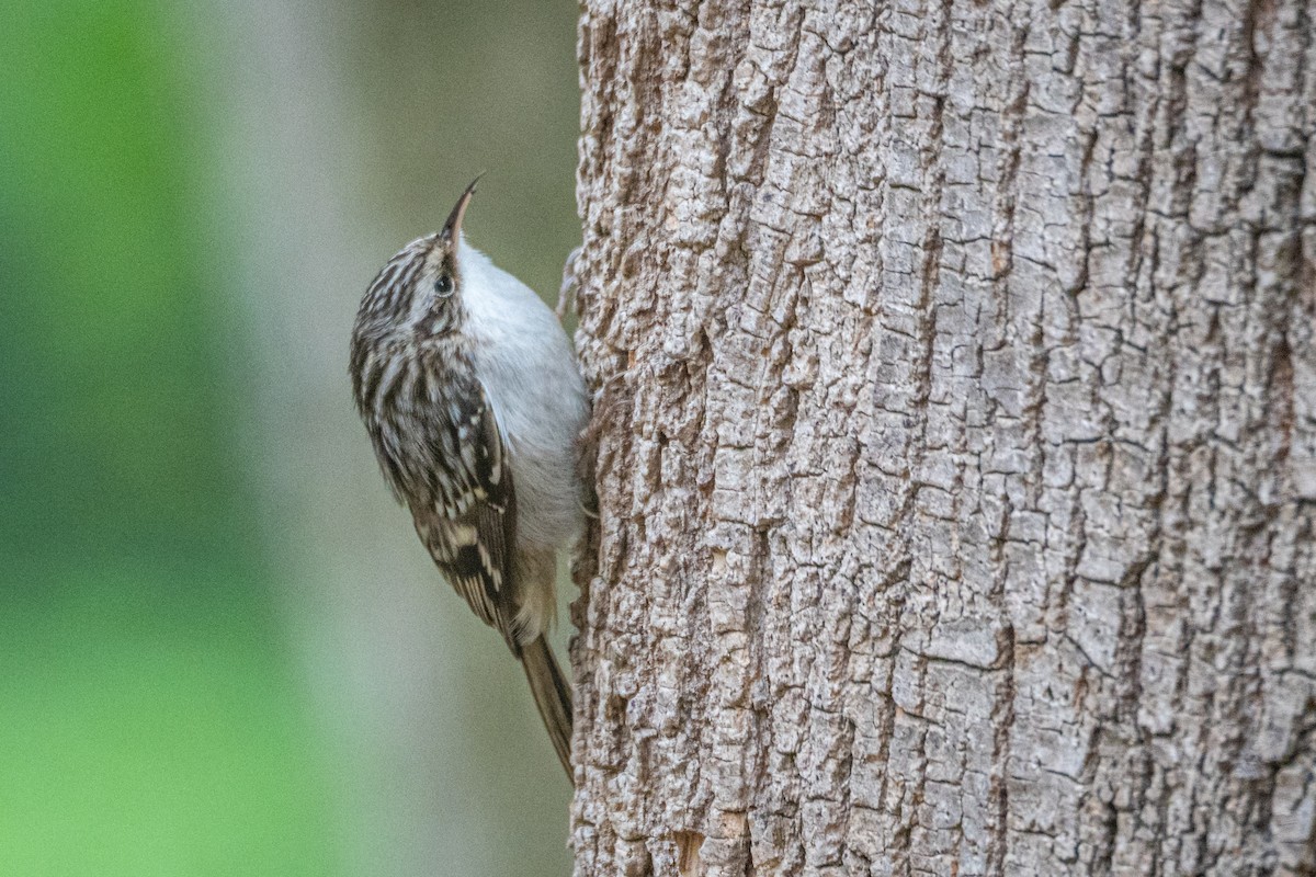 Brown Creeper - ML644484115