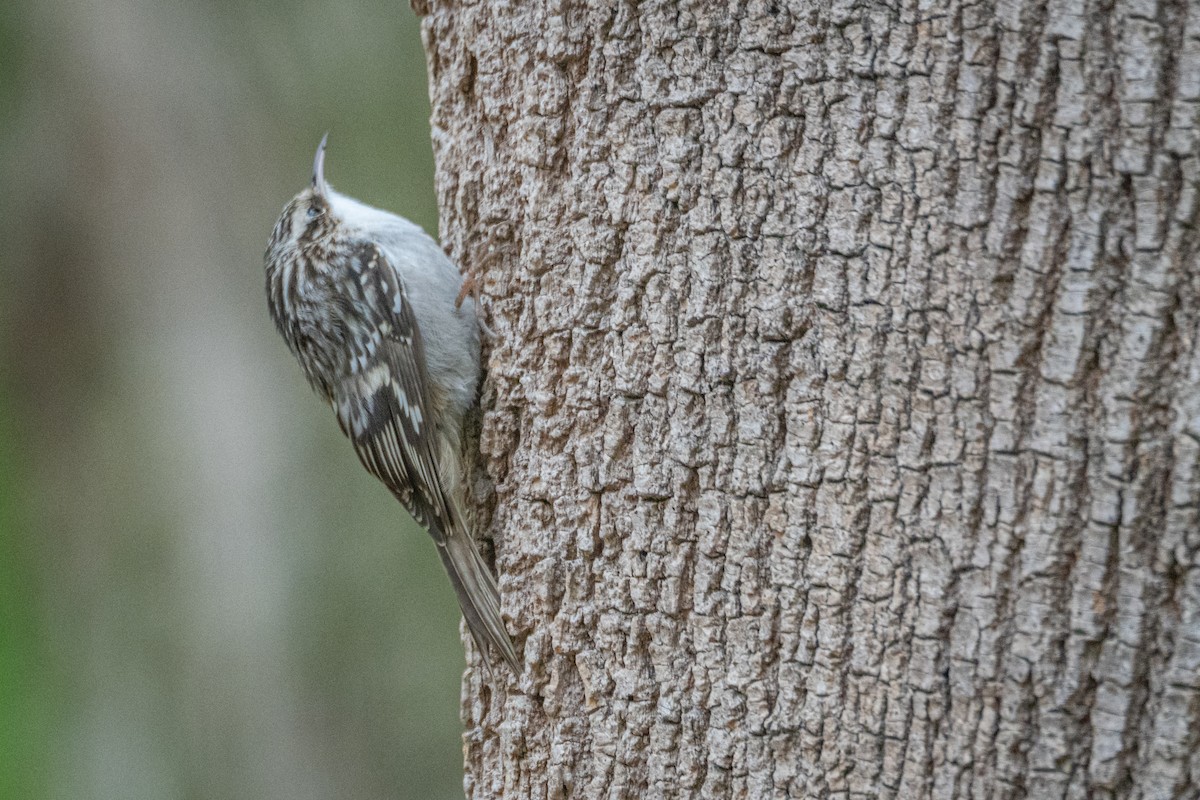 Brown Creeper - ML644484117