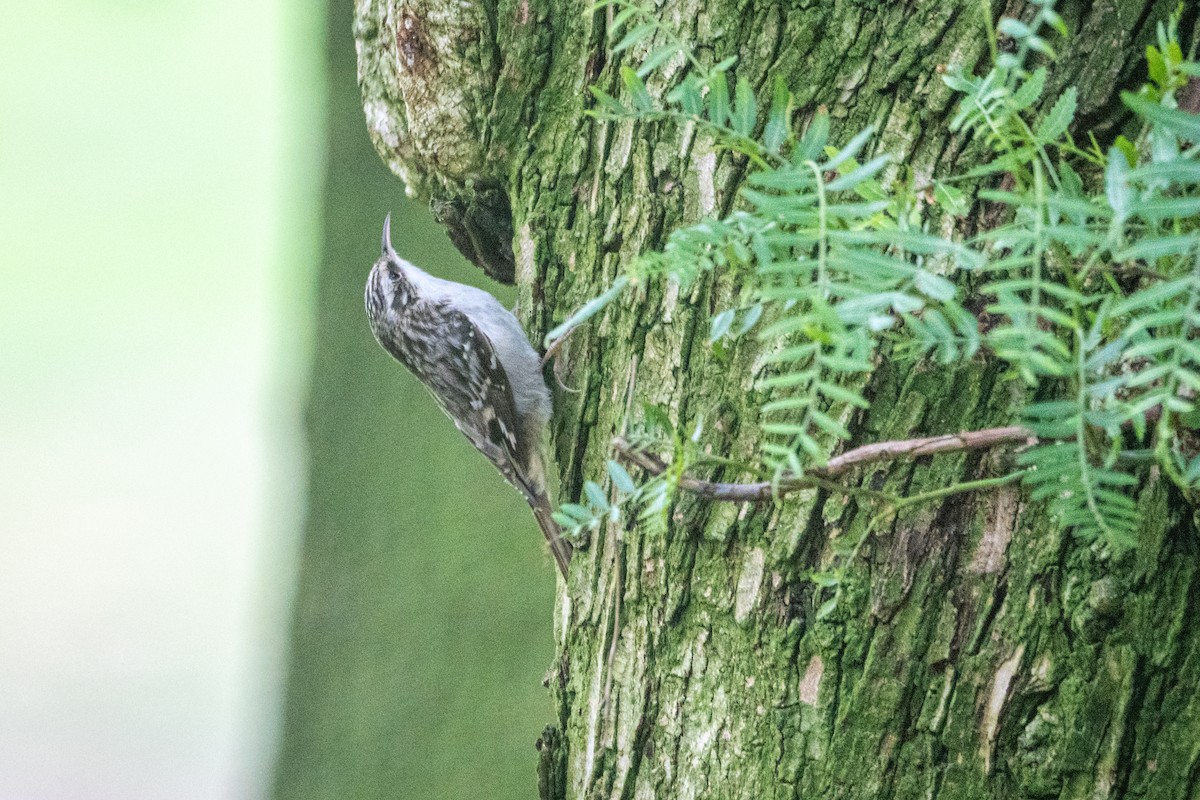 Brown Creeper - ML644484118