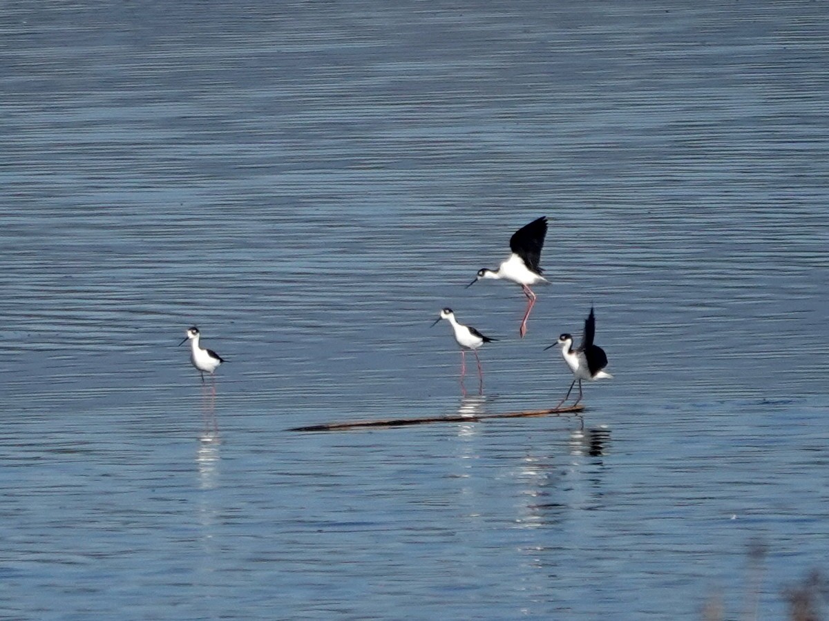 Кулик-довгоніг американський - ML644484119
