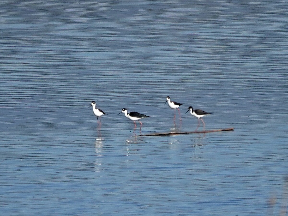 Кулик-довгоніг американський - ML644484122