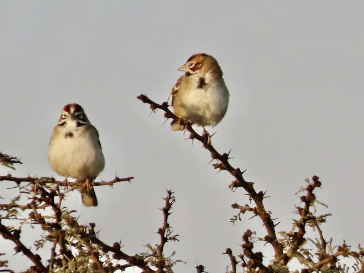 Lark Sparrow - ML644484137