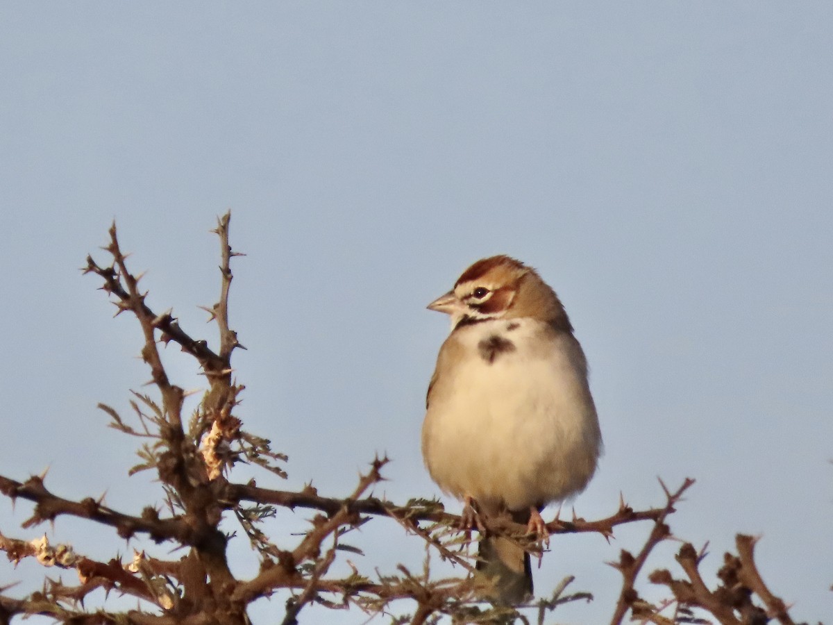 Lark Sparrow - ML644484138
