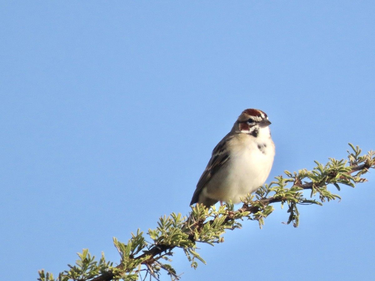 Lark Sparrow - ML644484139