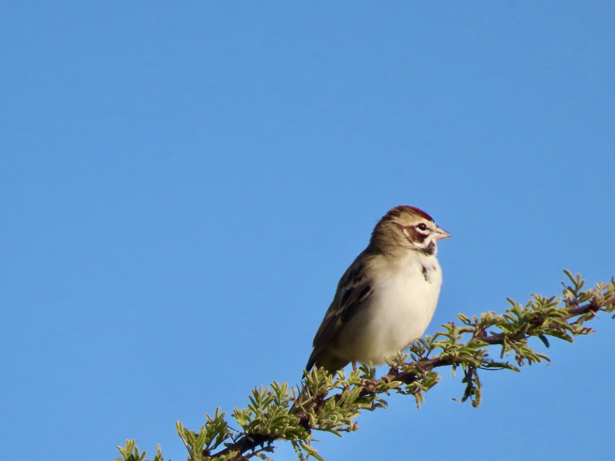Lark Sparrow - ML644484140