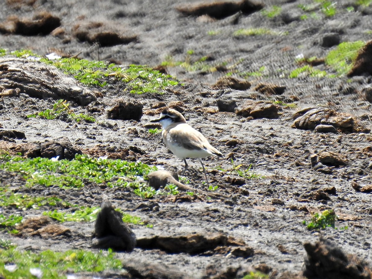 White-fronted Plover - ML644484142