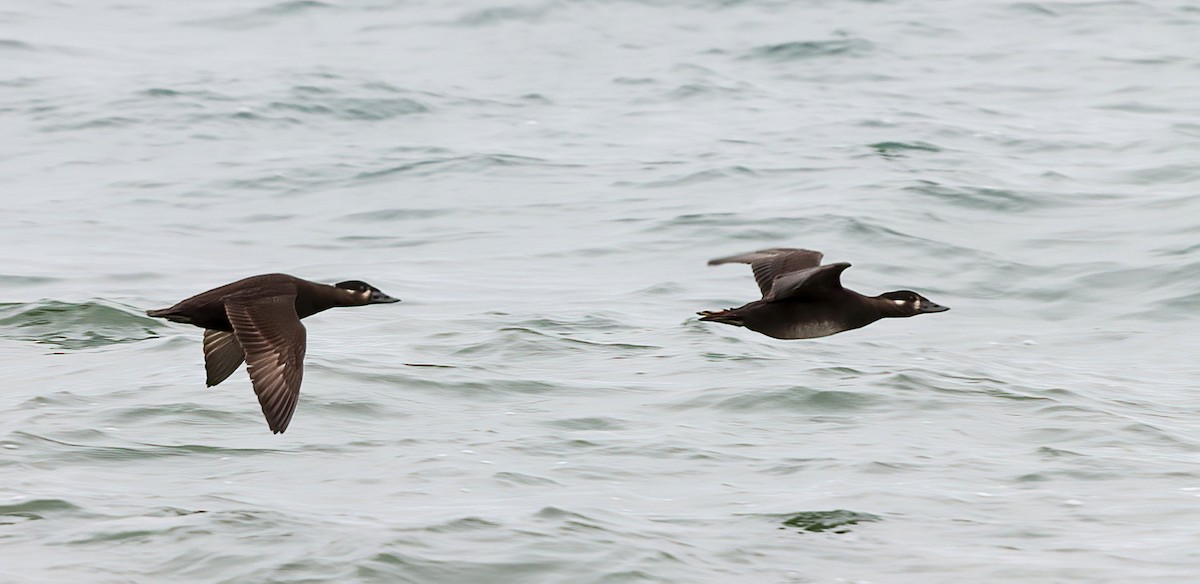 Surf Scoter - ML644484145