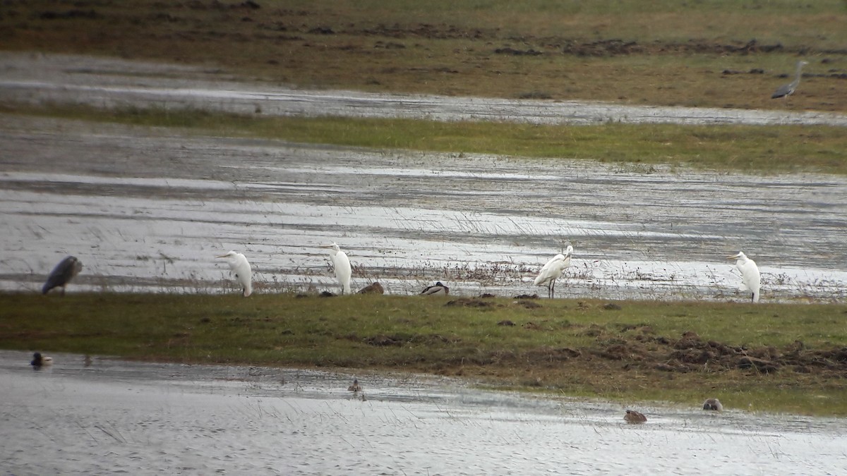 Koartza zuria - ML644484163