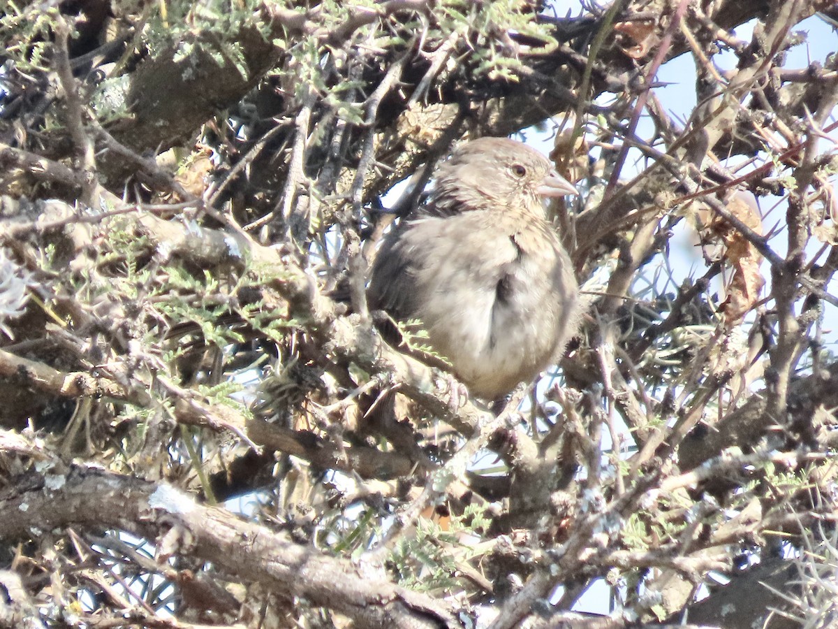 Canyon Towhee - ML644484165