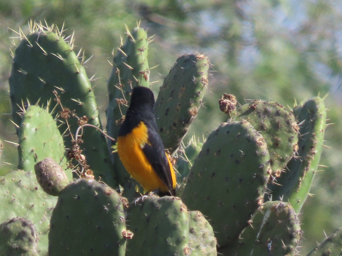 Black-vented Oriole - ML644484168