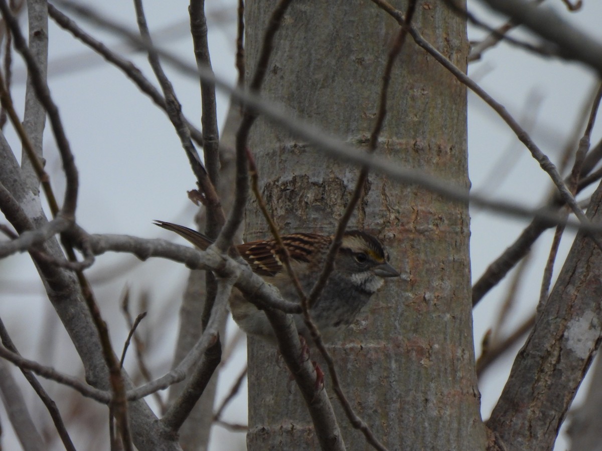 White-throated Sparrow - ML644484169