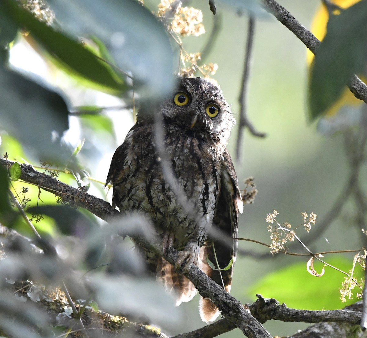 výreček andský - ML644484170