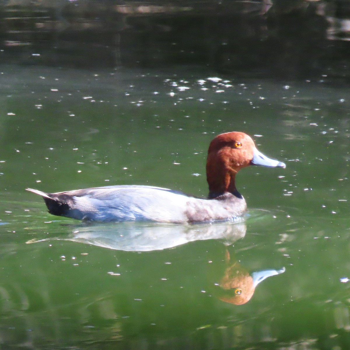 Redhead - ML644484177