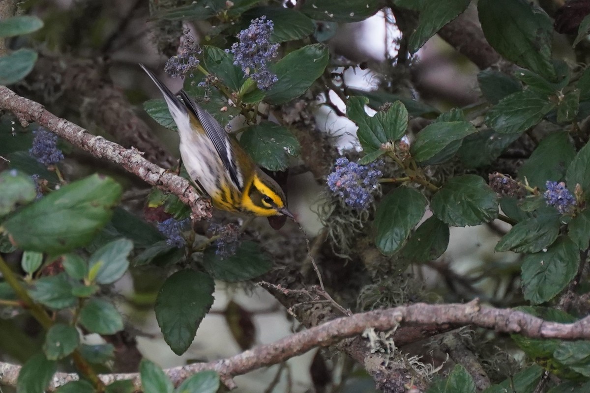 granparula - ML644484178