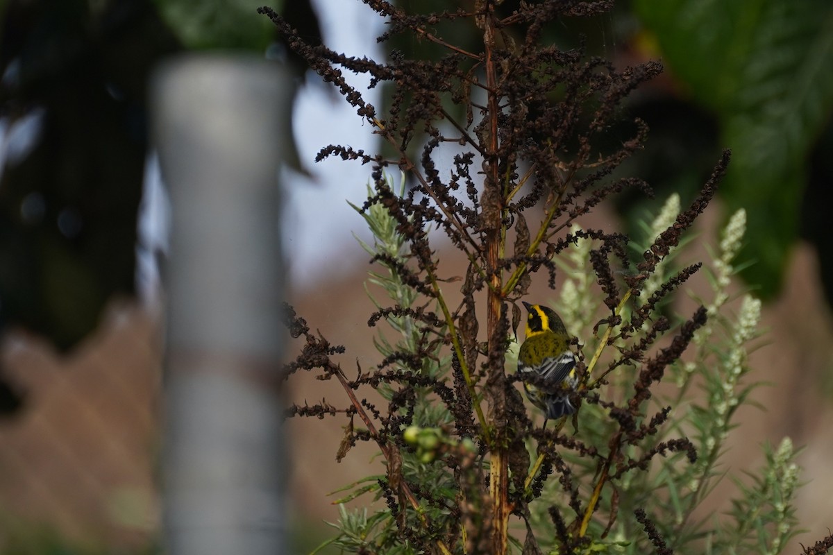 granparula - ML644484179