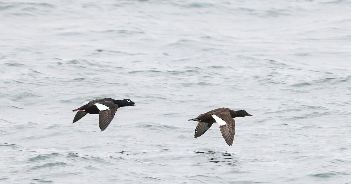 White-winged Scoter - ML644484182