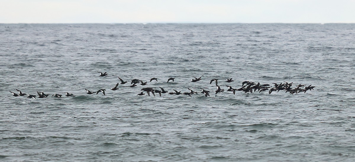 White-winged Scoter - ML644484183