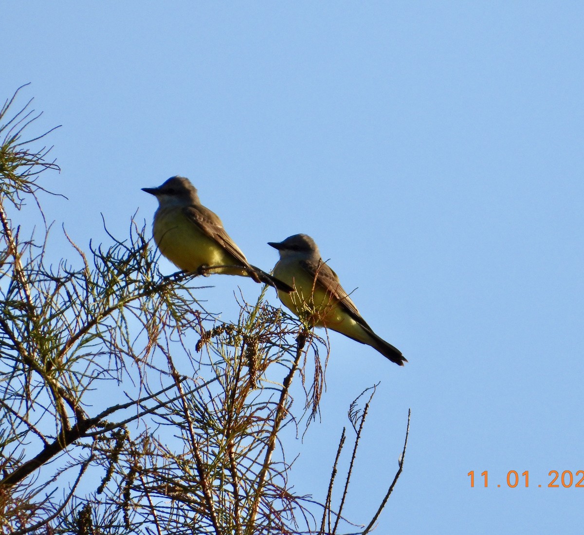 Tyran de l'Ouest - ML644484184