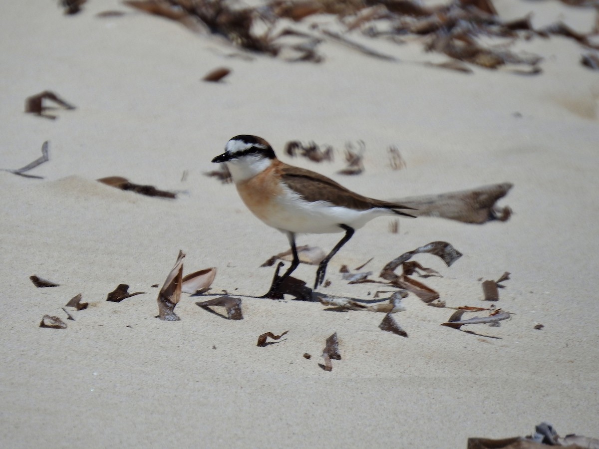 White-fronted Plover - ML644484188