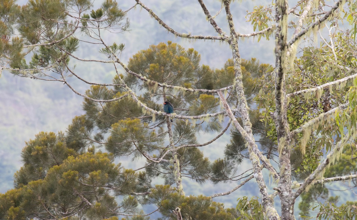 Dollarbird - ML644484192