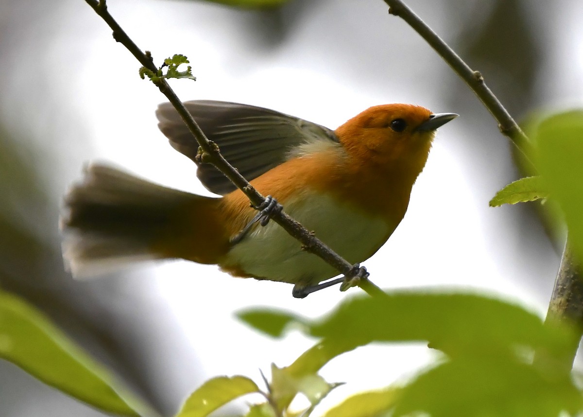 Rufous-chested Tanager - ML644484204