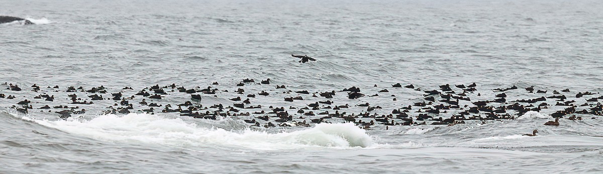 Black Scoter - ML644484208