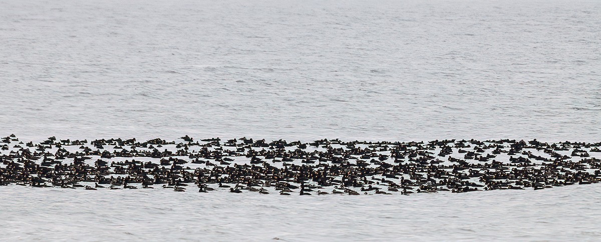 Black Scoter - ML644484210