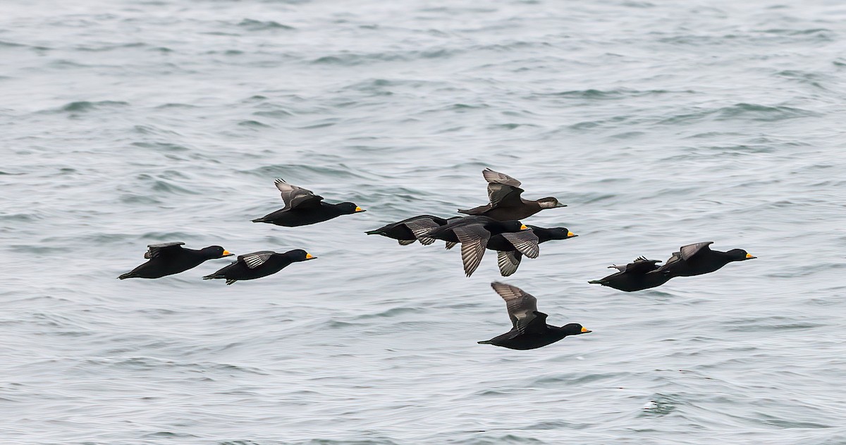 Black Scoter - ML644484211