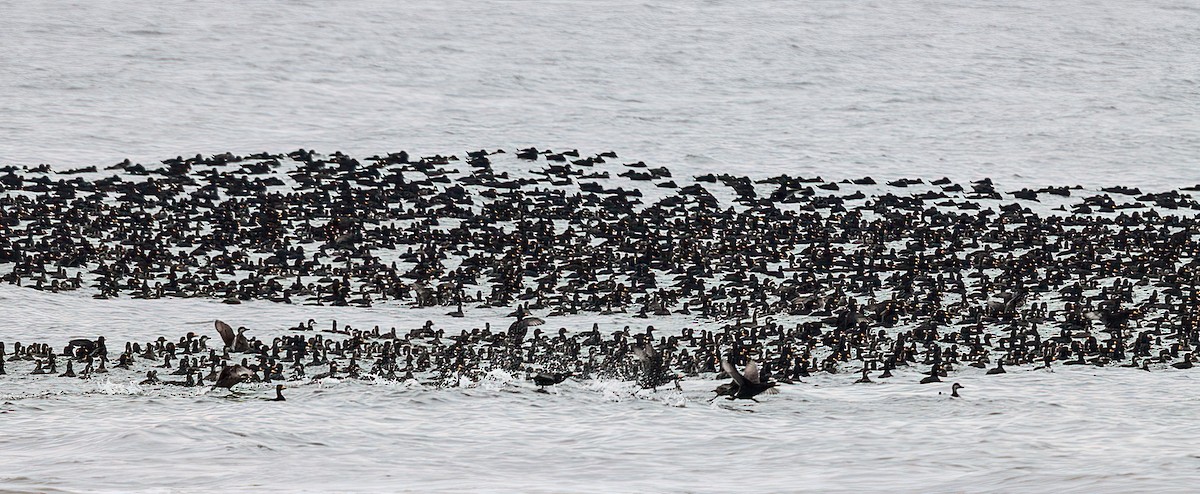 Black Scoter - ML644484212