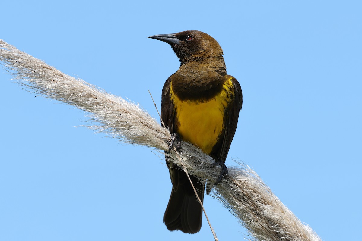 Brown-and-yellow Marshbird - ML644484217