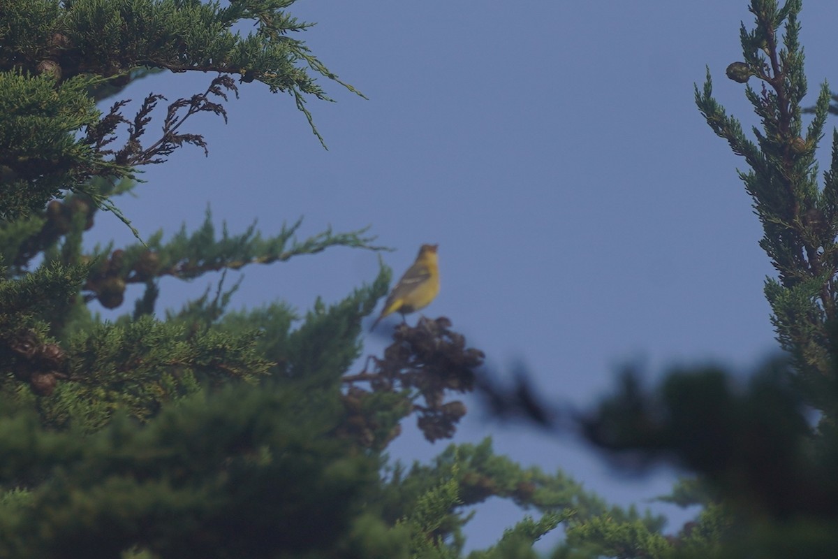 Желтоплечая пиранга - ML644484225