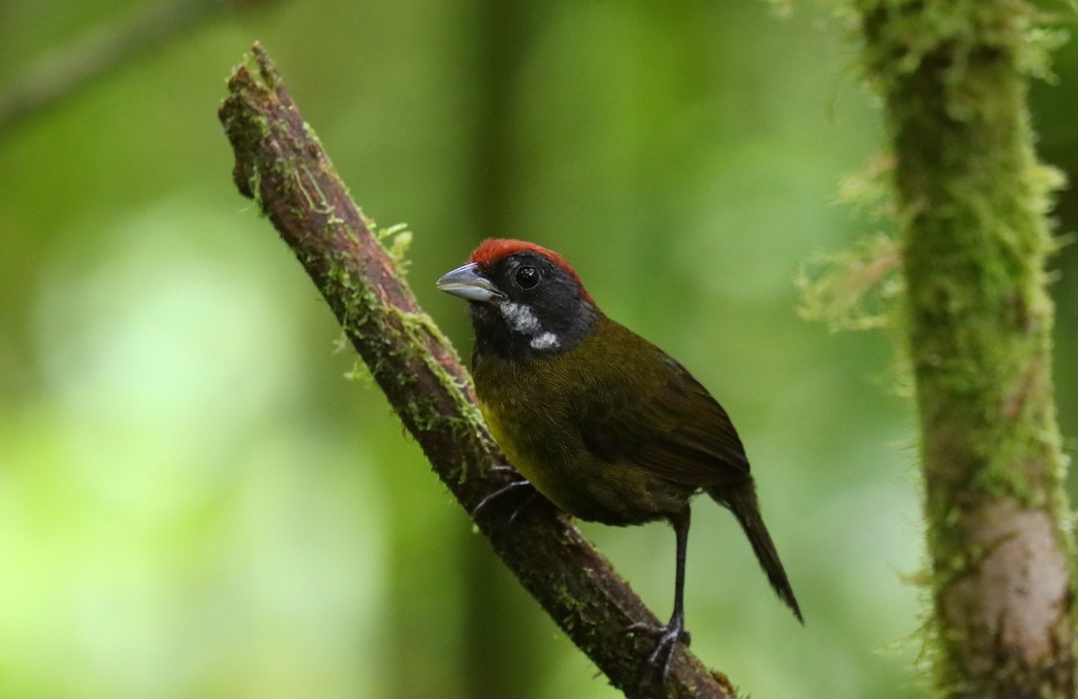 Sooty-faced Finch - ML644484230