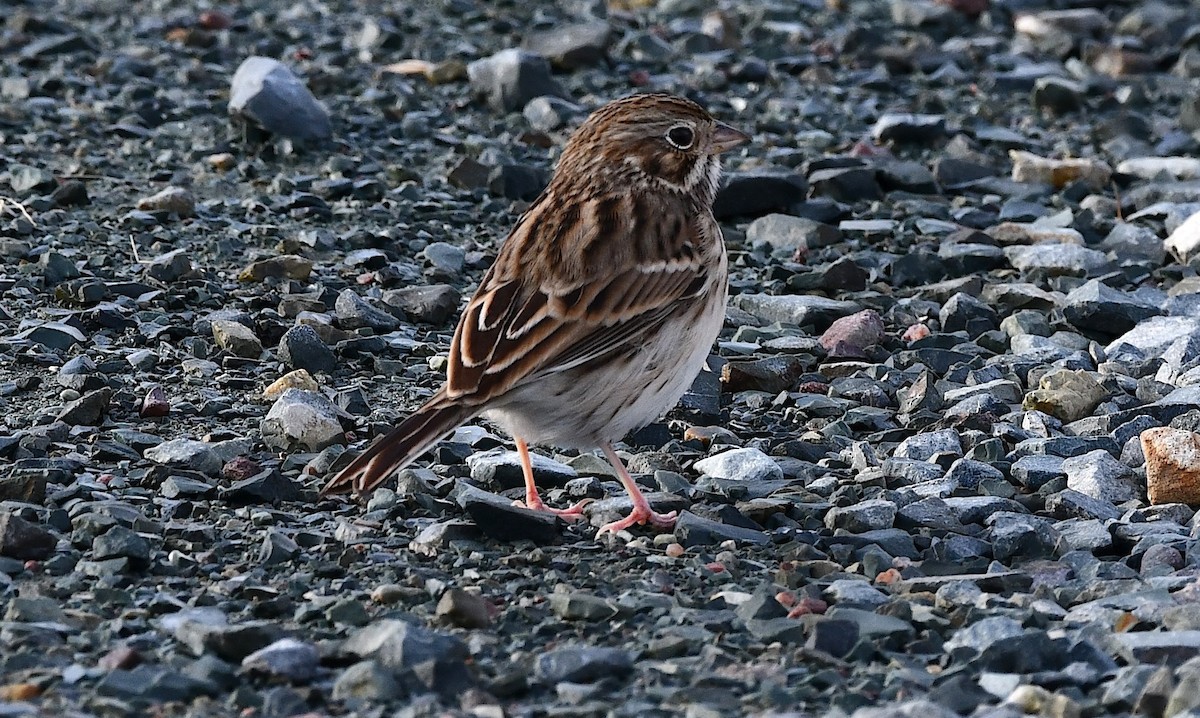 オジロヒメドリ - ML644484236