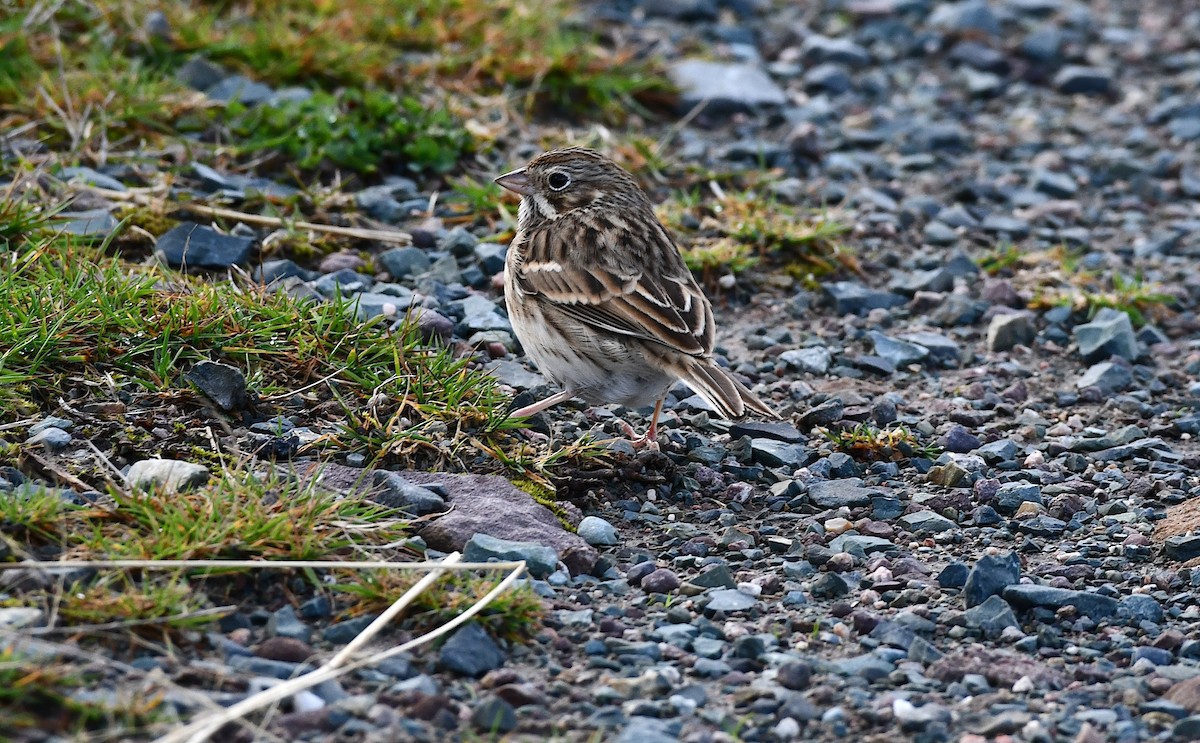 オジロヒメドリ - ML644484237