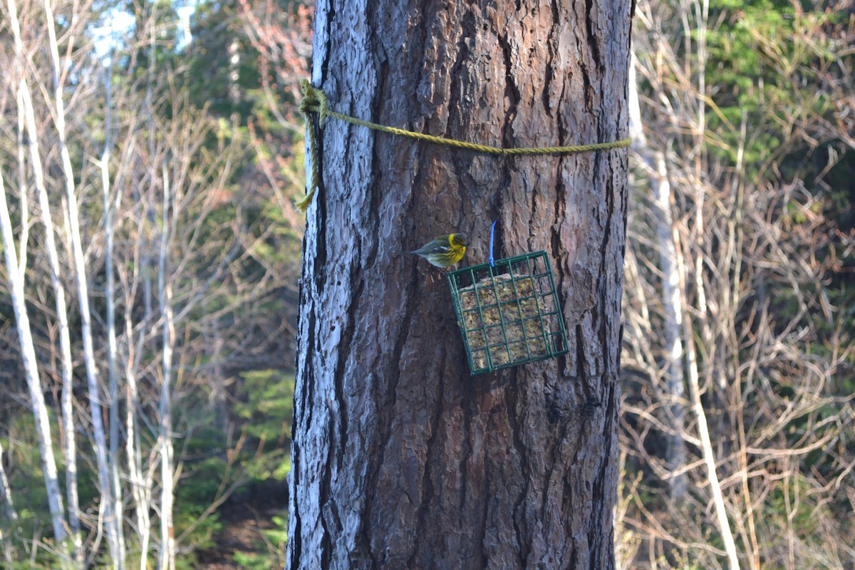 Cape May Warbler - ML644484244