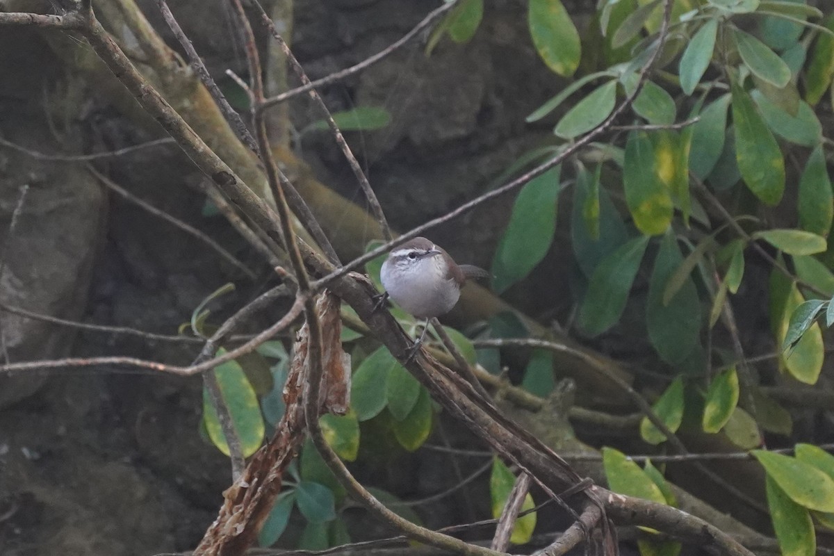 Troglodyte de Bewick - ML644484255