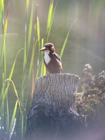 Красноносый зимородок - ML644484292