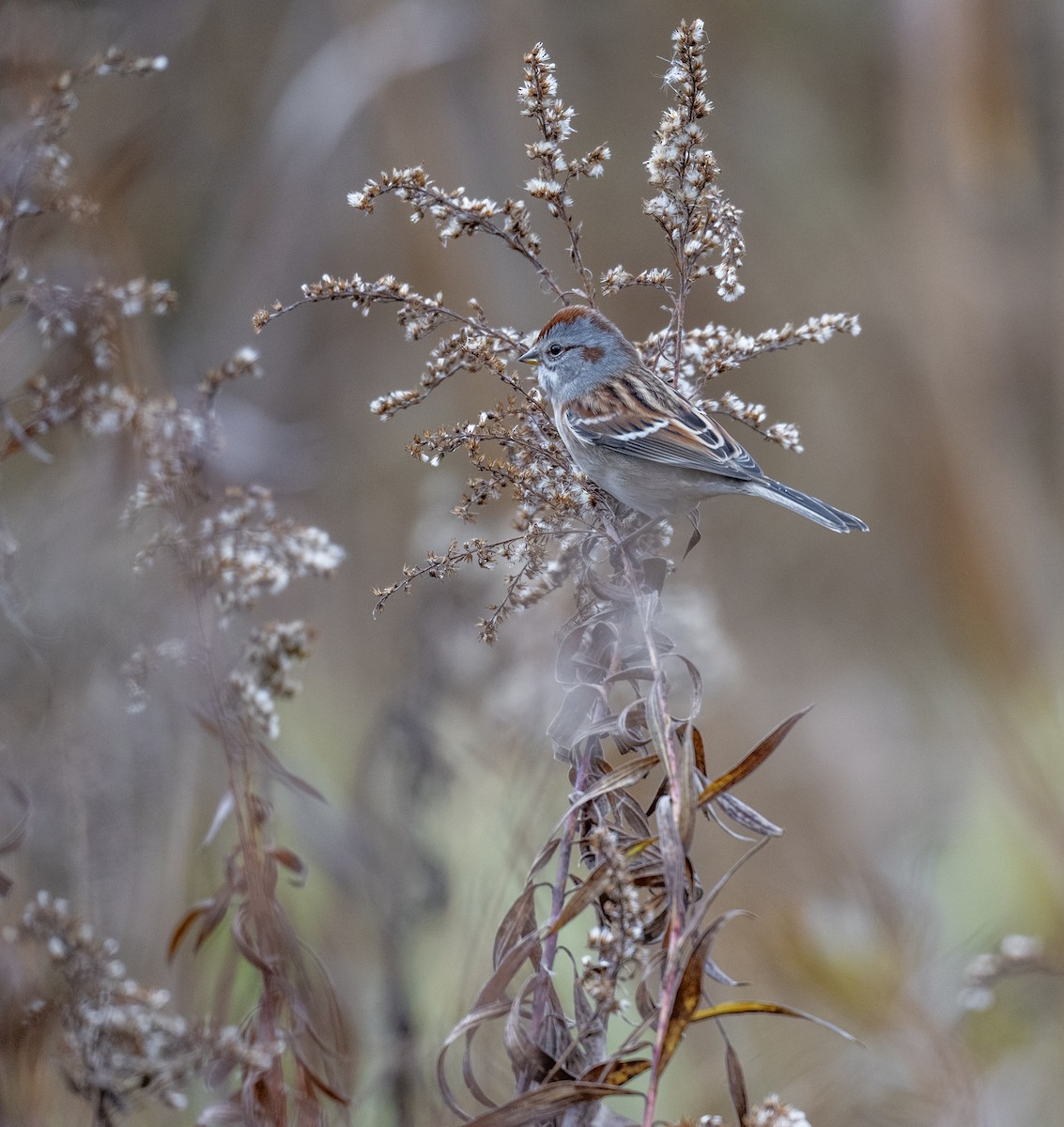 Hudson Körfezi Serçesi - ML644484307