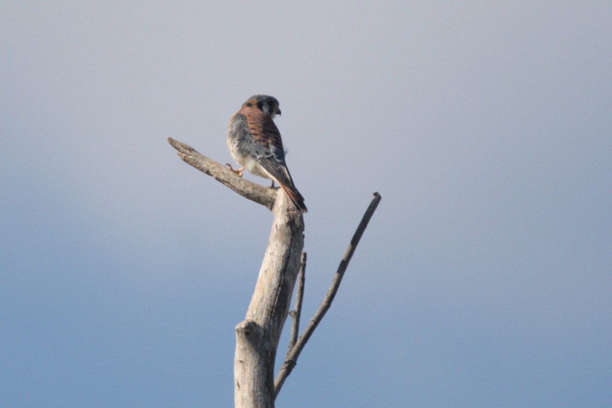 American Kestrel - ML644484314