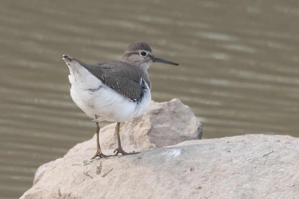 Хайргын хөгчүү - ML644484319