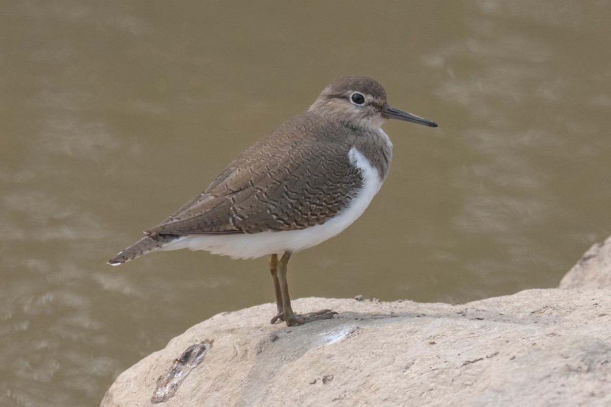 Хайргын хөгчүү - ML644484320