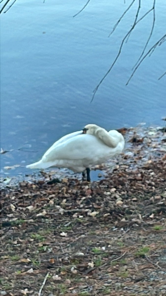Mute Swan - ML644484327