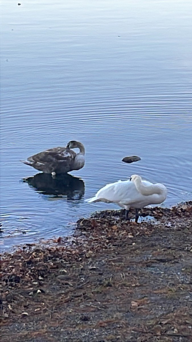 Mute Swan - ML644484328