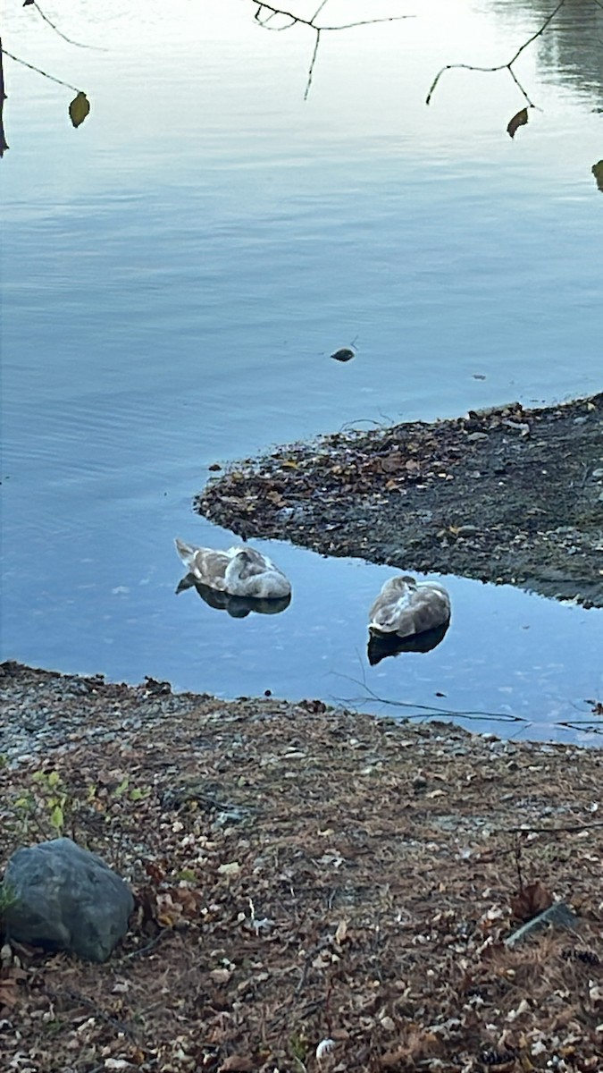 Mute Swan - ML644484329